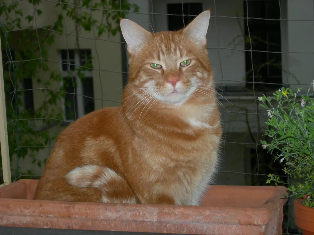 Image from Leo-Rübli