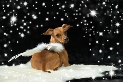 Condolence image of Angelika mit Balou im Herzen