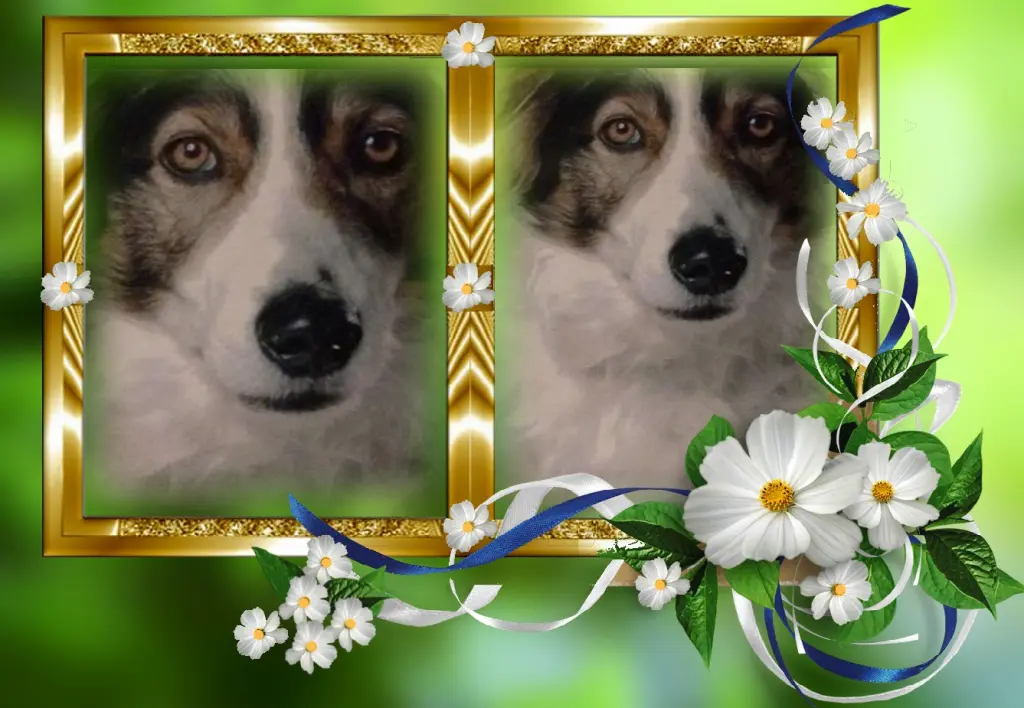 Condolence image of Fur Lee❤