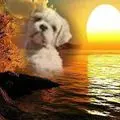 Condolence image of Marika mit Balou und Hippo im Herzen