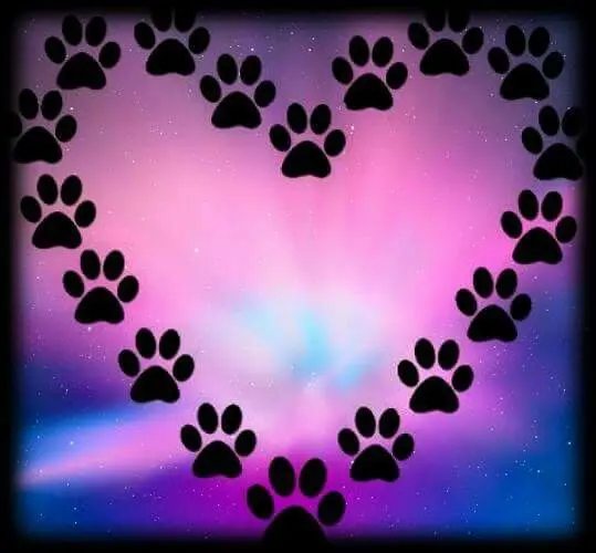 Condolence image of Für das Sternchen Lee♥️