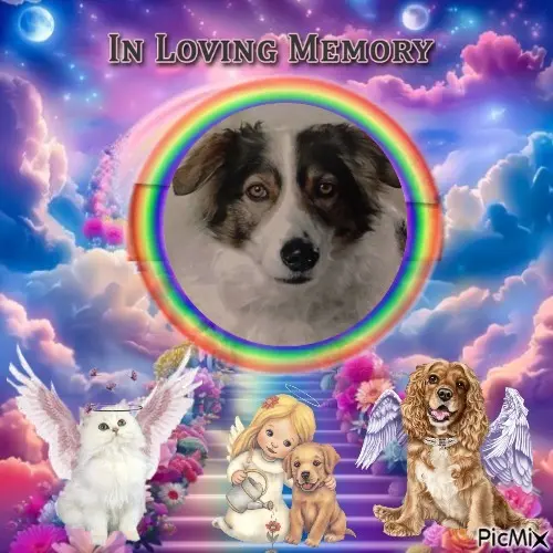 Condolence image of 7. Sternchen⭐️Gedenktag❤️❤️❤️❤️❤️❤️❤️