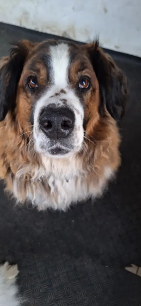 Sina mein Himmelchen