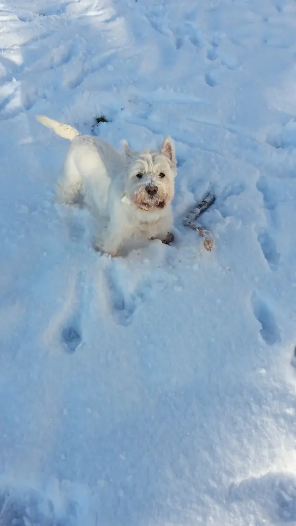 Andachtsbild von Hannelore mit Flocke im Herzen