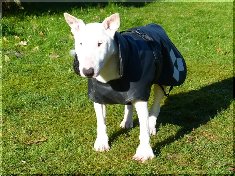 Andachtsbild von Collie in Not