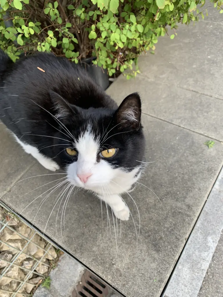 Andachtsbild von Amelie