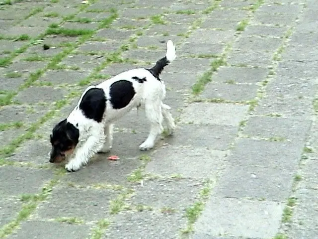 Image from Räuber