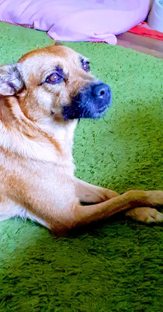Meine kleine Hundeprinzessin