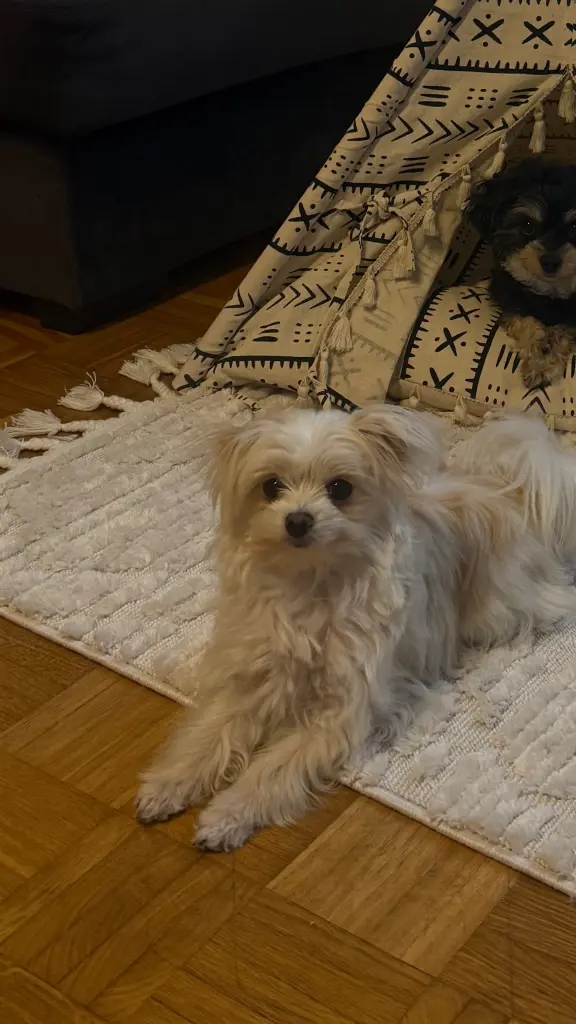 Andachtsbild von Tanja Ceko