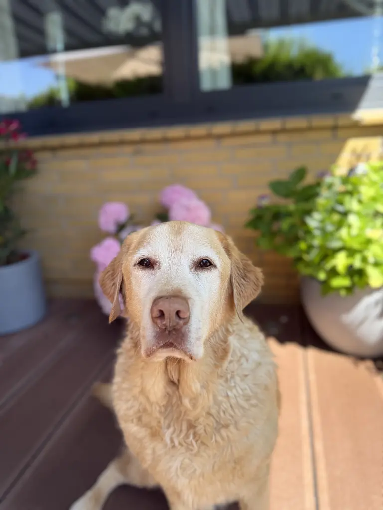 Condolence image of Deine Schwester ❤️