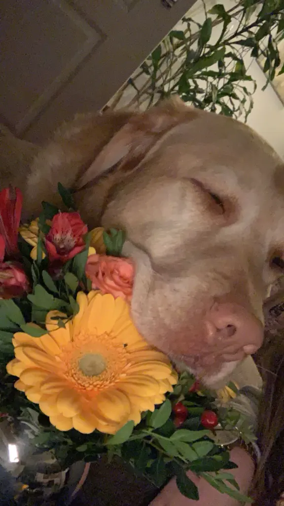 Condolence image of Deine Schwester ❤️
