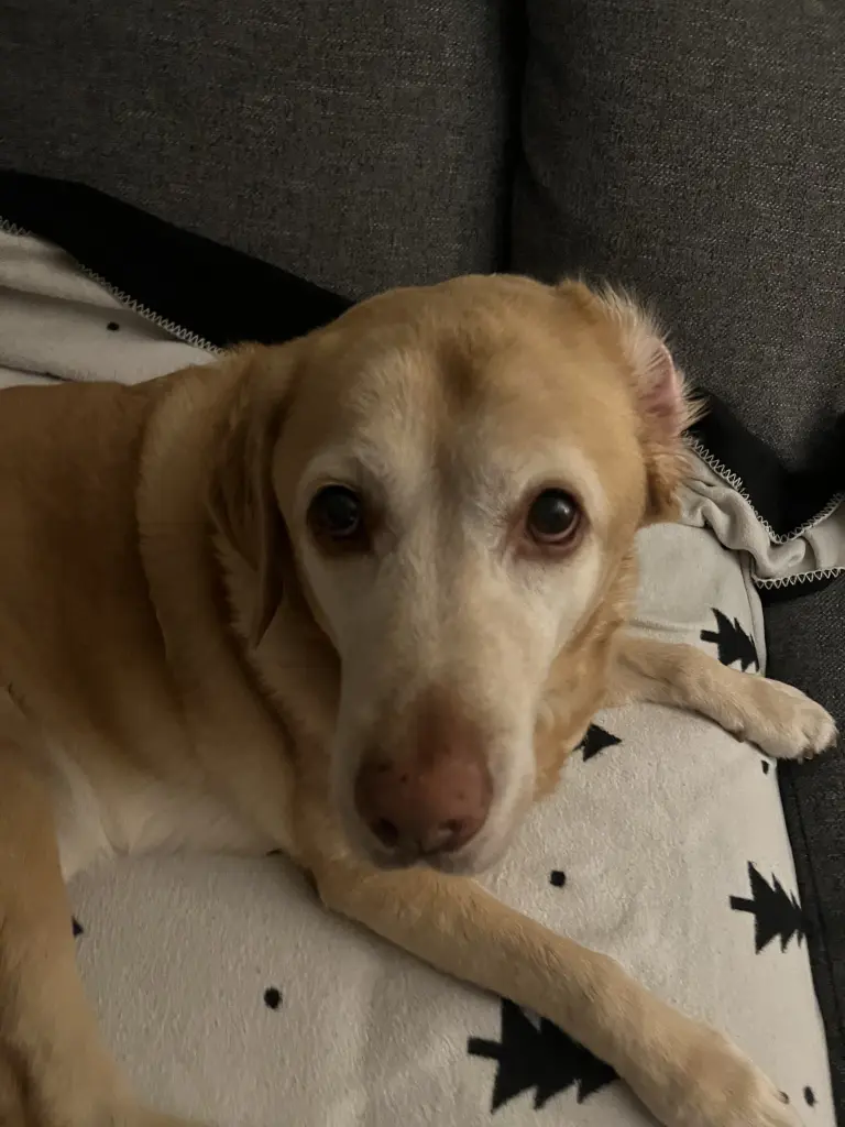 Condolence image of Deine Schwester ❤️