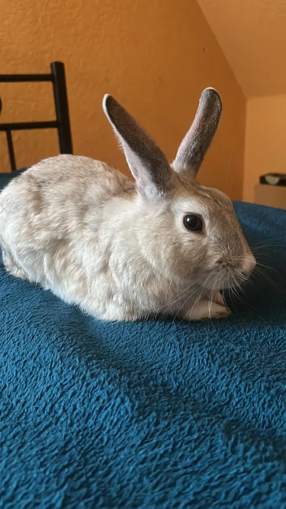 Image from Loki