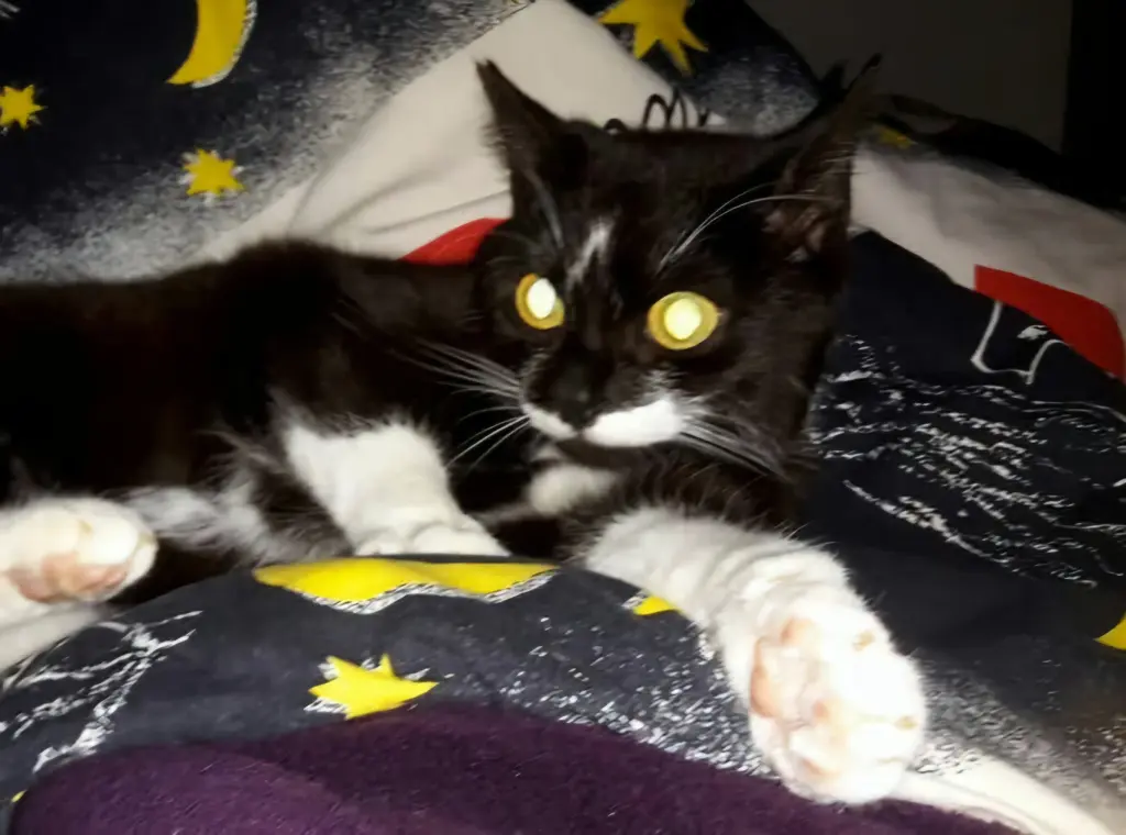 Condolence image of Lilly