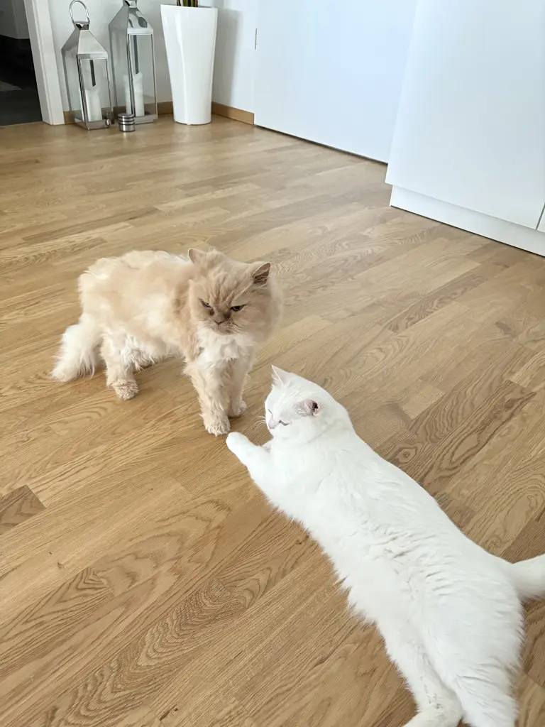 Andachtsbild von Marc von Maxi