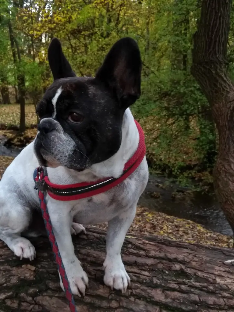 Andachtsbild von Elke