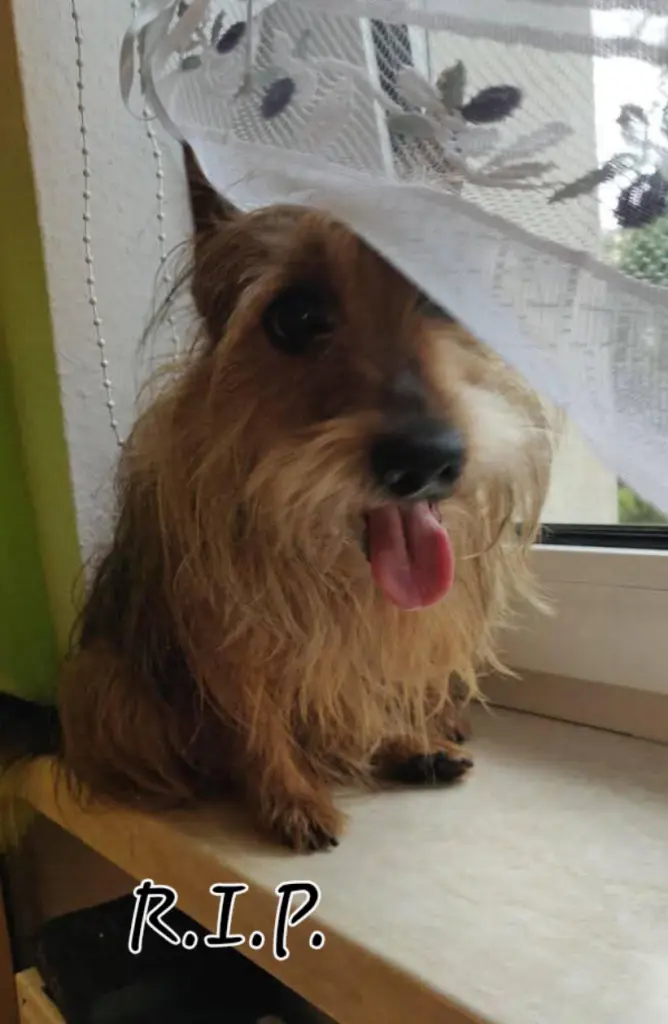 Condolence image of Conny