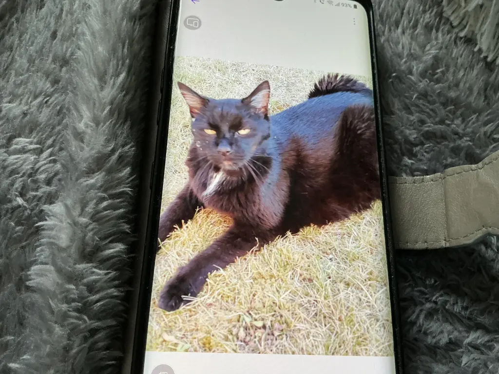 Image from Tommy