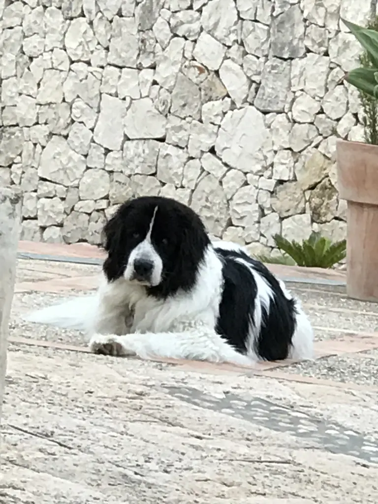 Image from Wally