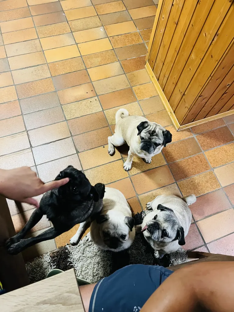 Andachtsbild von Fernando House_of_Pugs