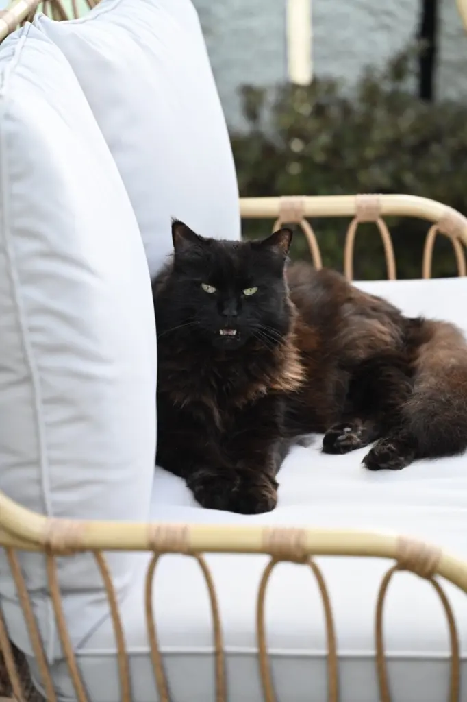 Im Sommer hat er immer auf unseren Garten aufgepasst. ❤️