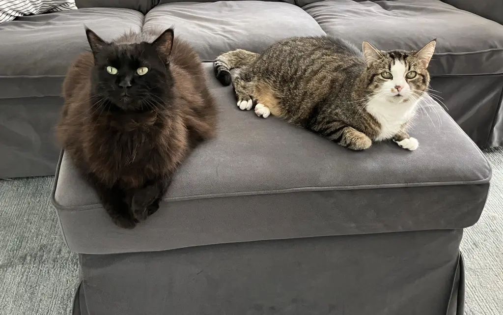 Sina vermisst ihn auch. Sina ist 16 Jahre alt und ist gesund. ❤️