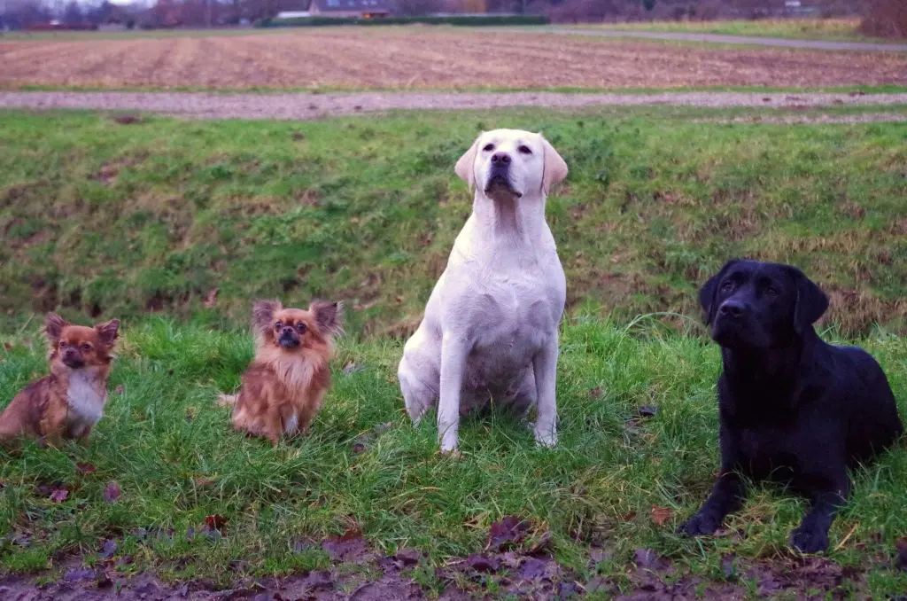 Andachtsbild von Claudia