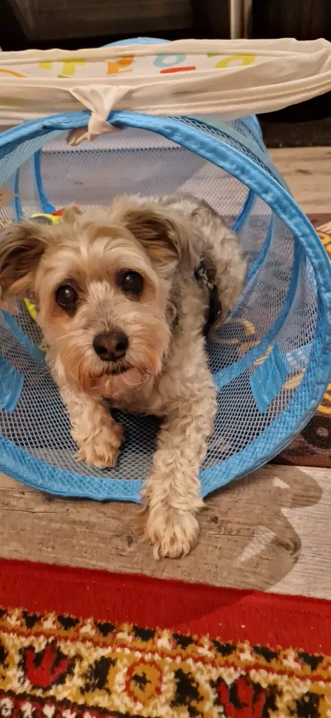 Bild von Chiquilin Tigui