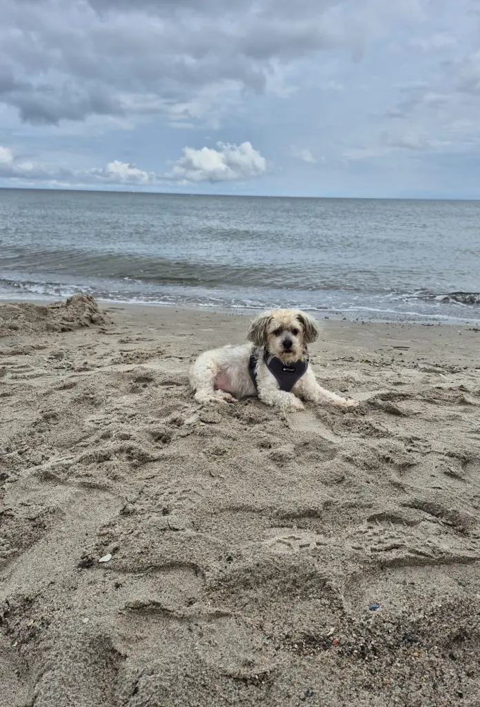 Bild von Chiquilin Tigui