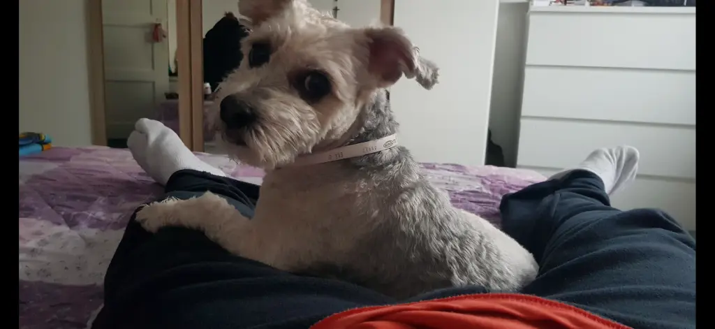 Bild von Chiquilin Tigui