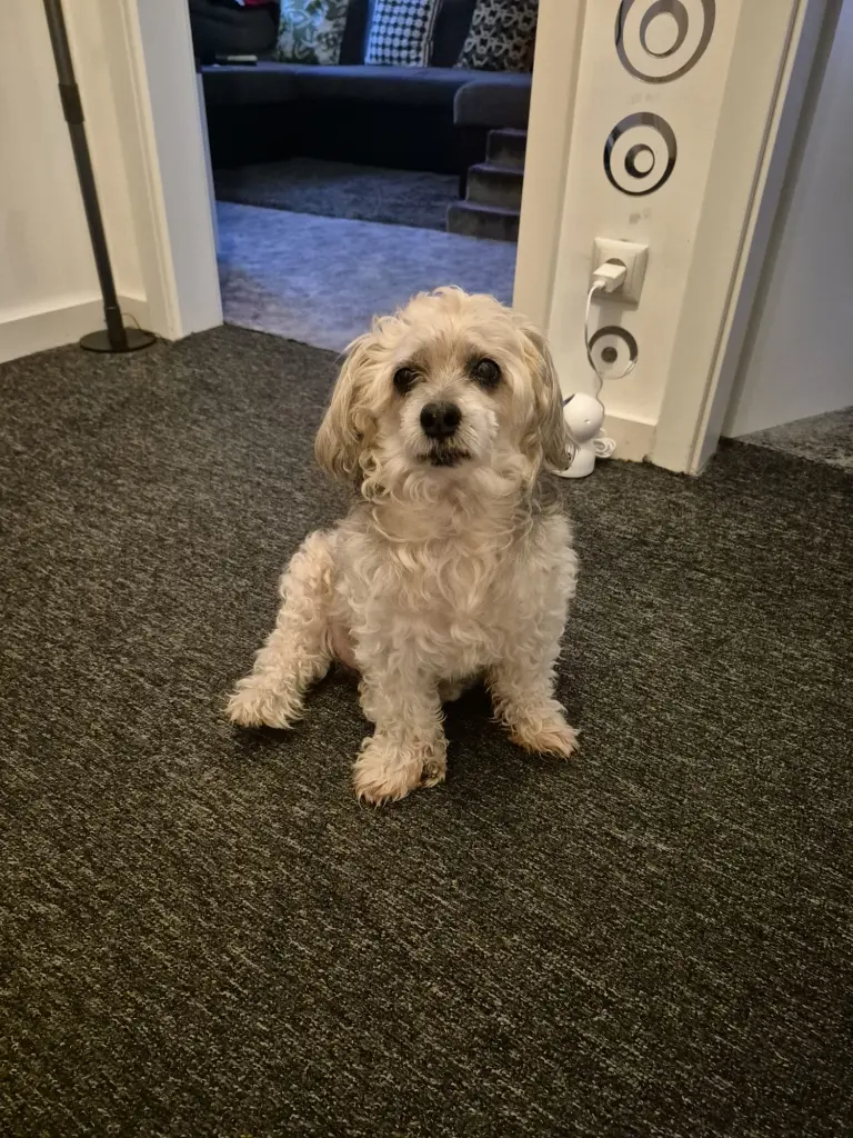 Bild von Chiquilin Tigui