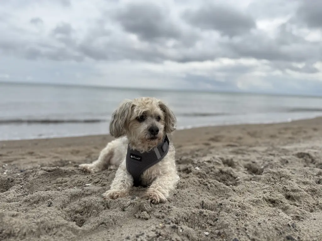 Bild von Chiquilin Tigui