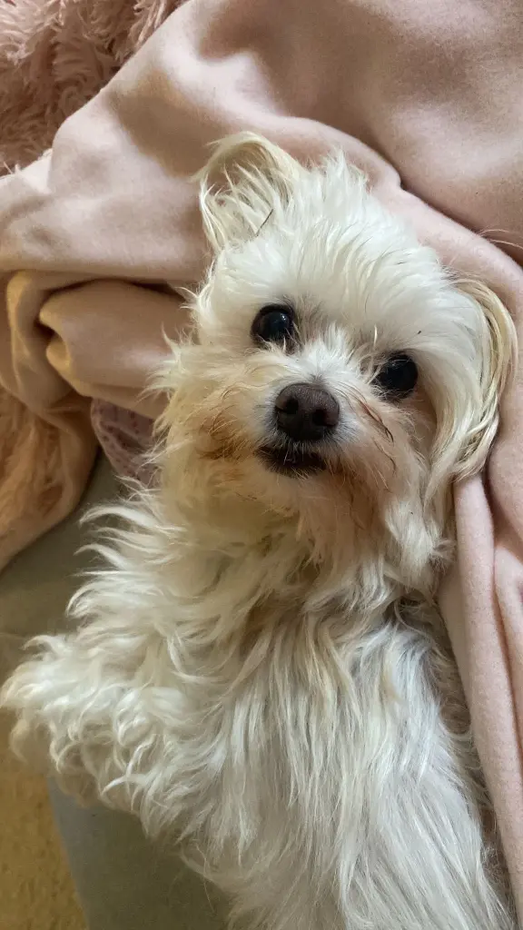 Image from Tilly