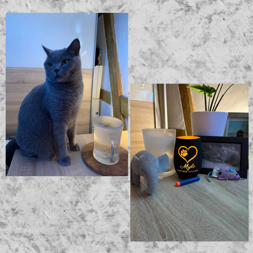 Image from Mylo