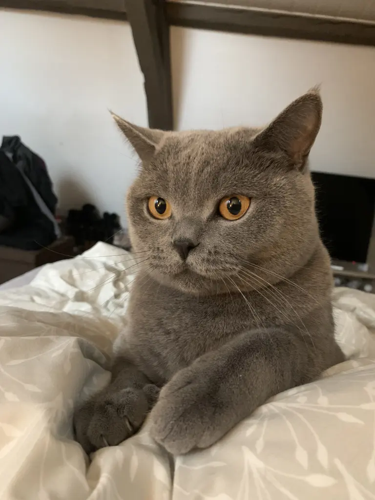 Image from Mylo