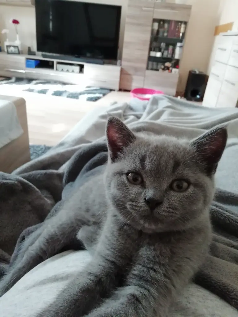 Image from Mylo