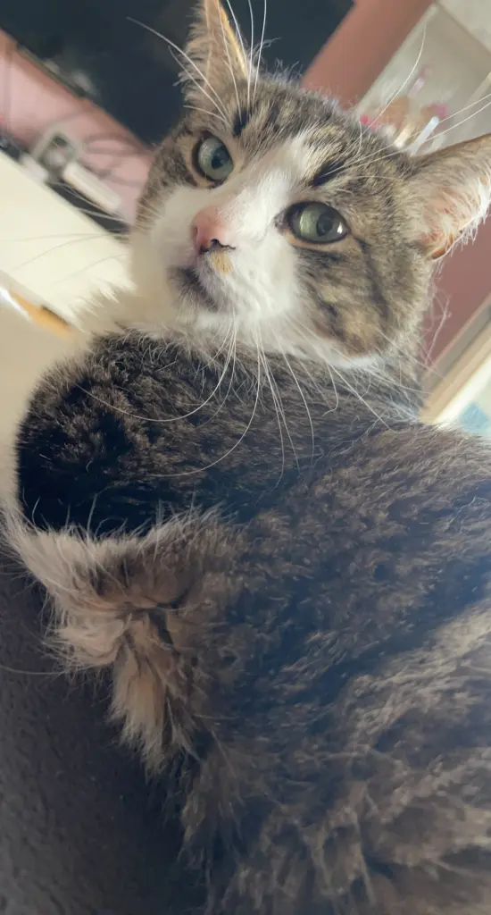 Andachtsbild von Christine