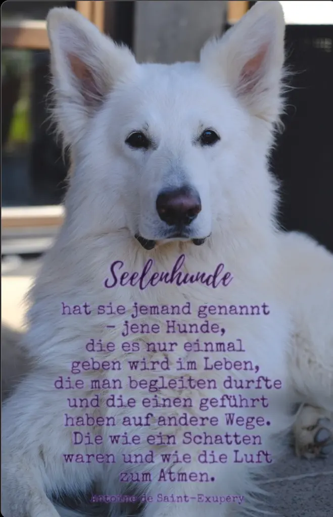 Bild von Shilo
