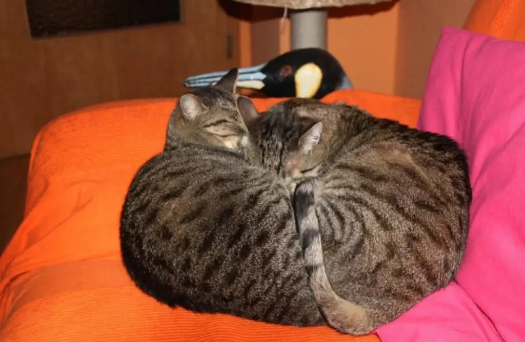 Findus und Paulinchen. Jetzt im Regenbogenland wieder vereint.