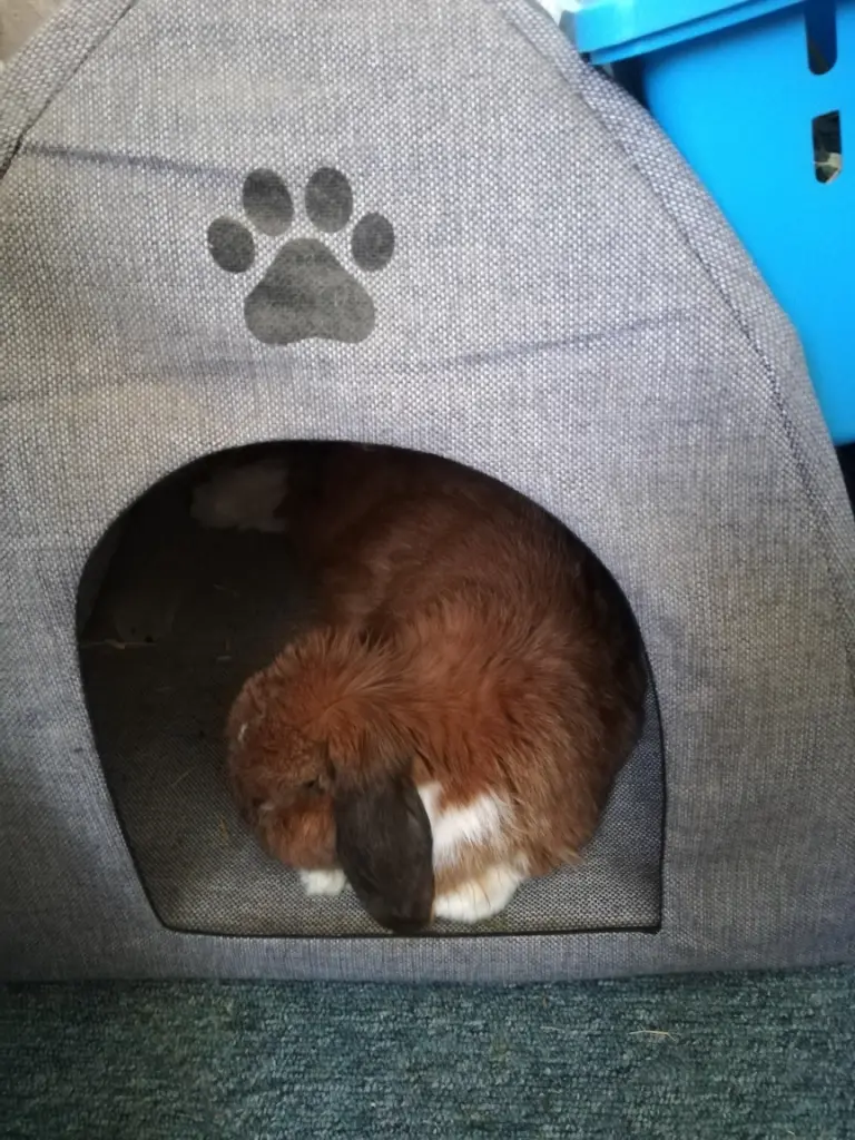 Andachtsbild von Andrea mit Schnuffi tief im ❤