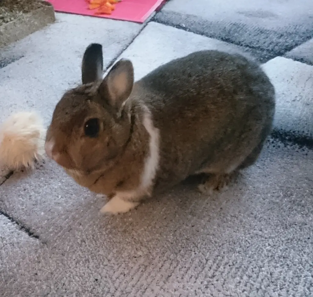 Andachtsbild von Alexandra