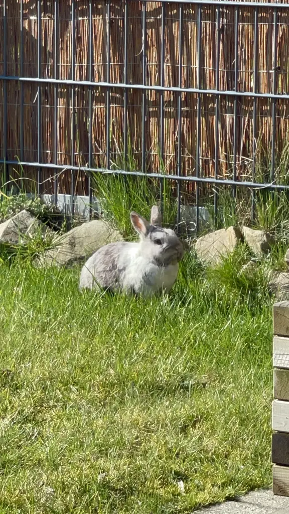 Bild von Balou (genannt:Plu)