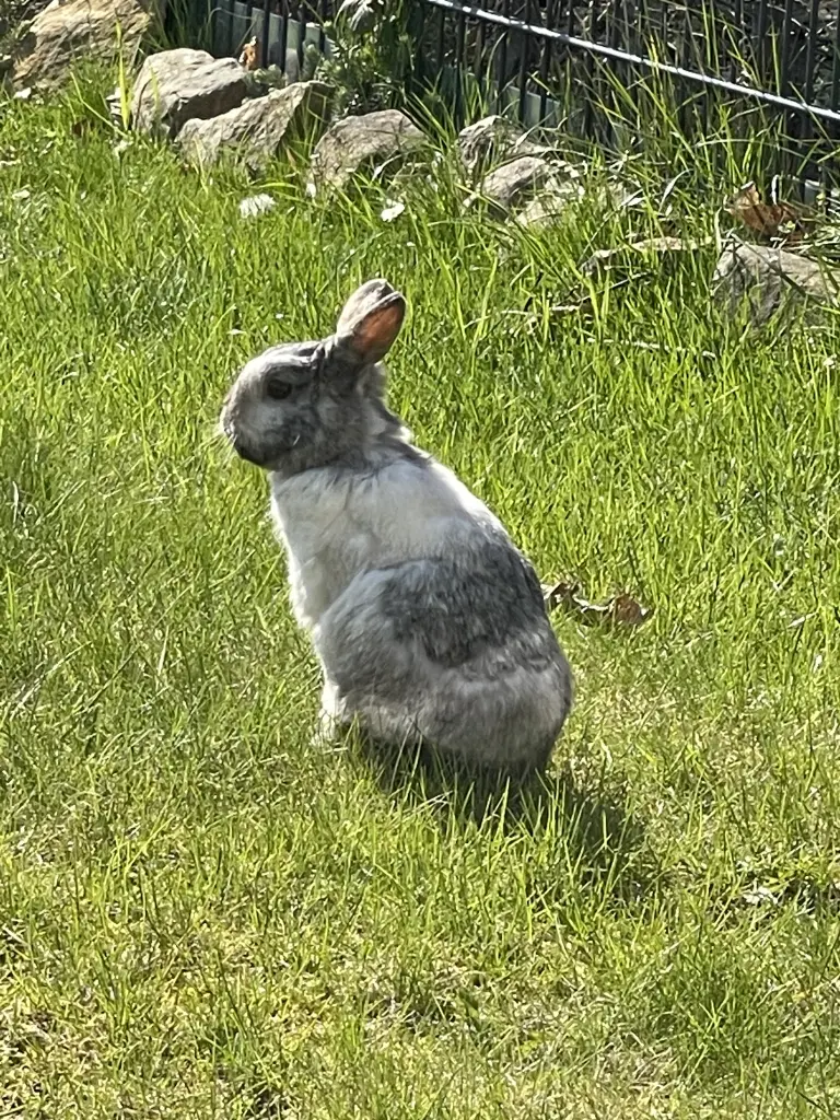 Bild von Balou (genannt:Plu)