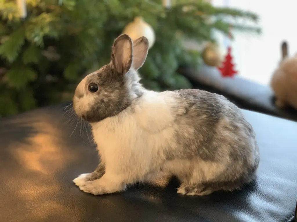 Bild von Balou (genannt:Plu)