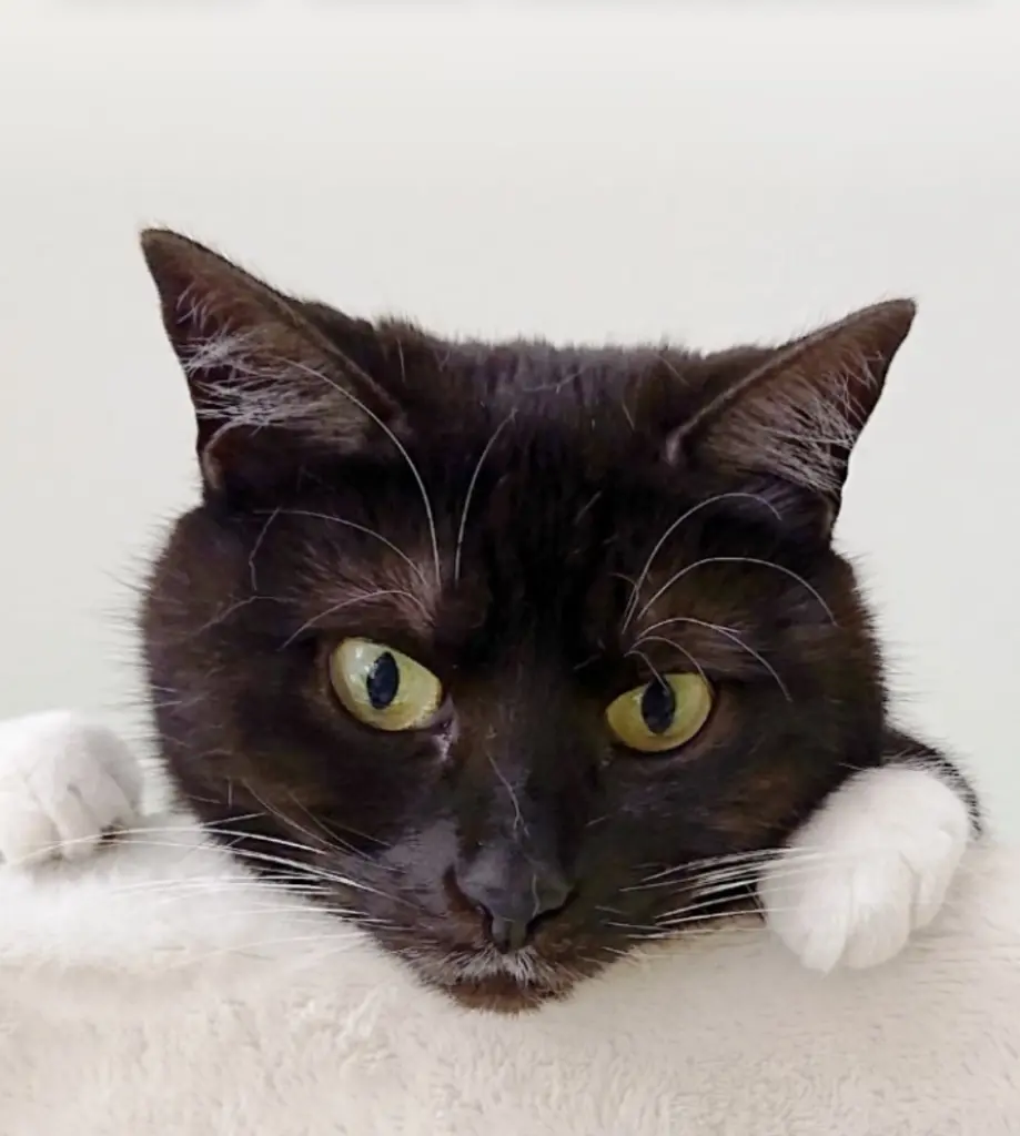 Bild von Cleo & Mika