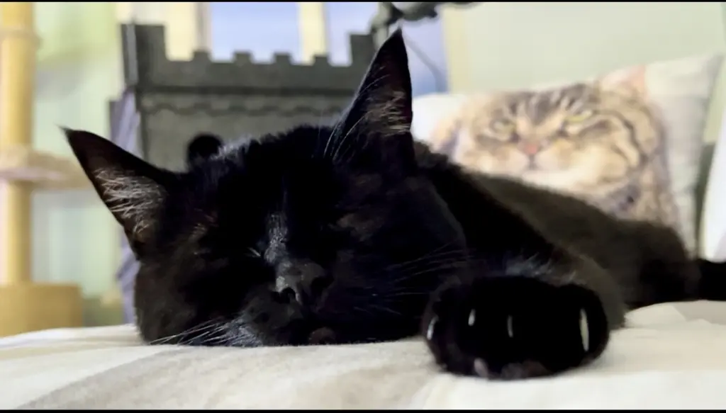 Bild von Cleo & Mika