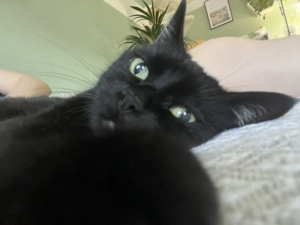 Bild von Cleo & Mika