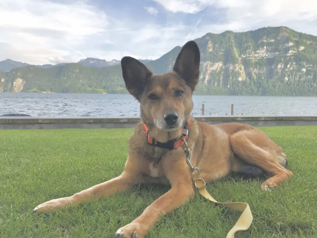 Image from Bonja Bambi