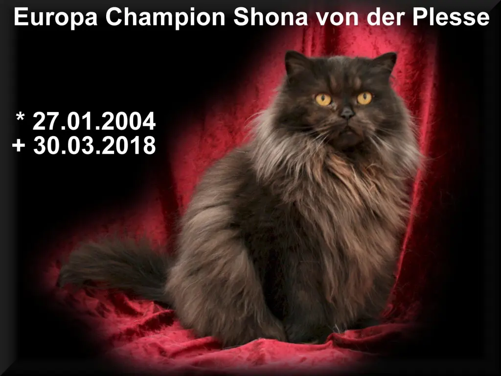 Bild von Eur.Ch.Shona von der Plesse