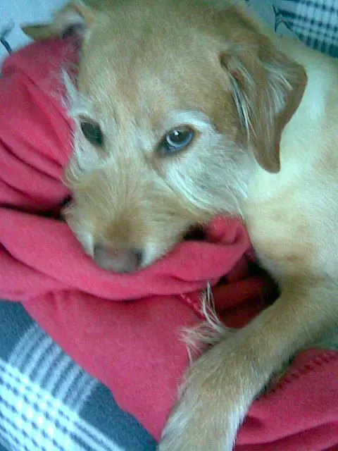 Andachtsbild von Christiane